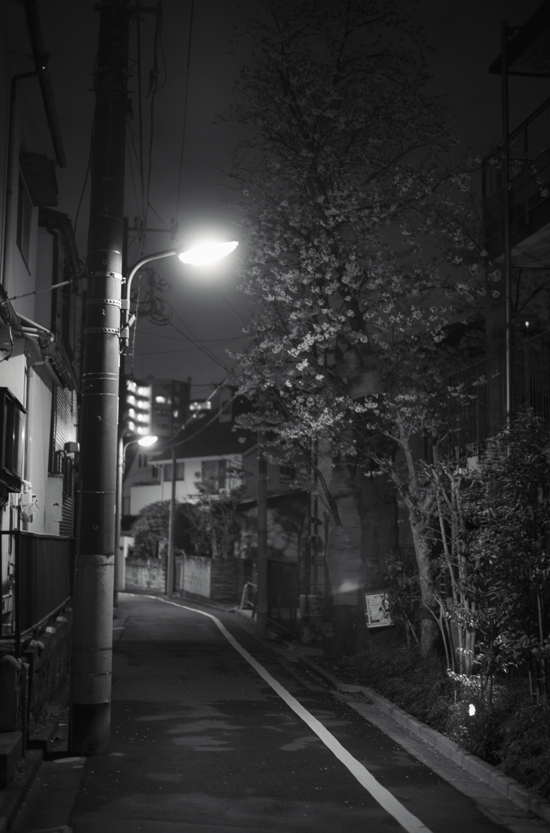 次はどこの桜を観に行こう｜Leica M10 Monochrom + SUMMILUX-M f1.4/50mm ASPH.