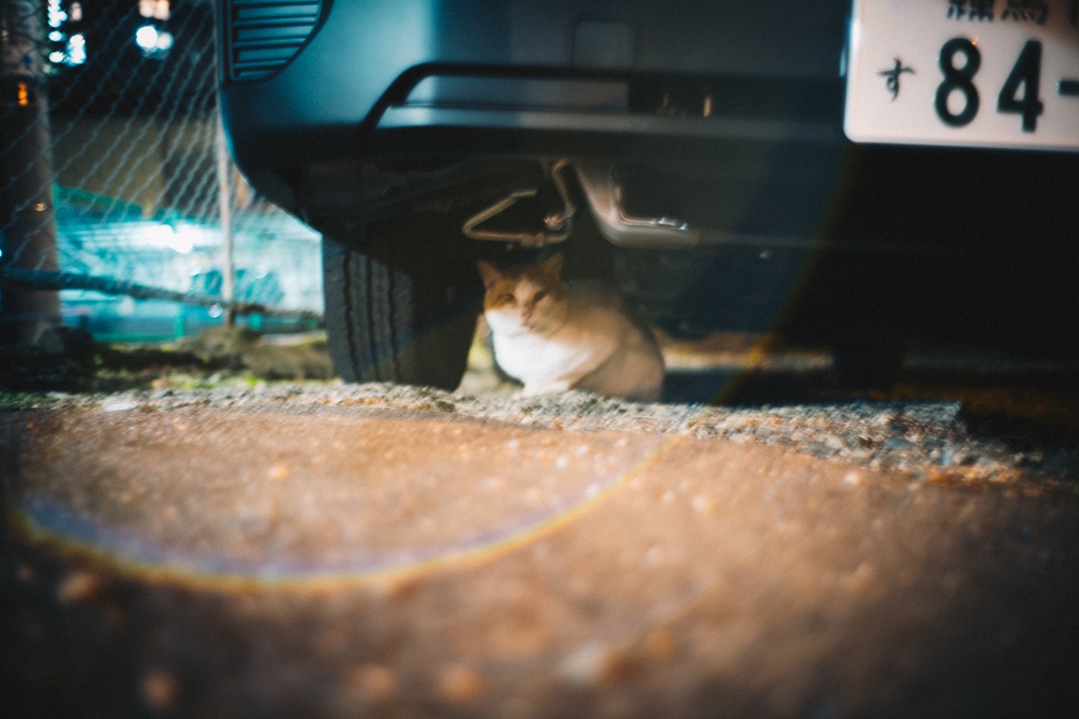 ライカでも撮るのは猫｜Leica M10 + Summilux 35mm f1.4