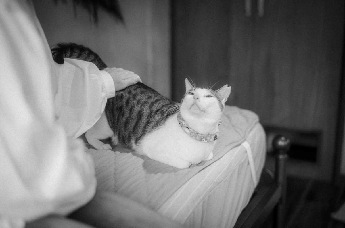 どの猫も人懐っこい｜Leica M10 Monochrom + SUMMILUX-M f1.4/50mm ASPH.