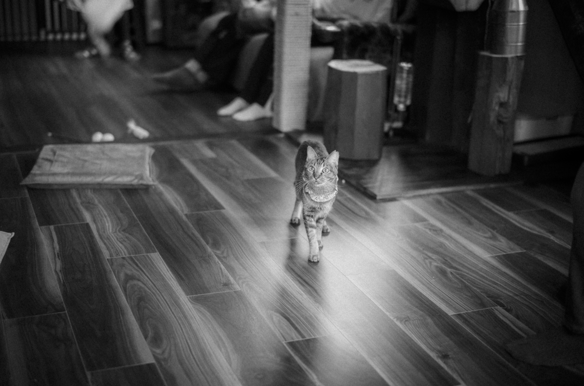 上板にゃんこ亭に来ました｜Leica M10 Monochrom + SUMMILUX-M f1.4/50mm ASPH.