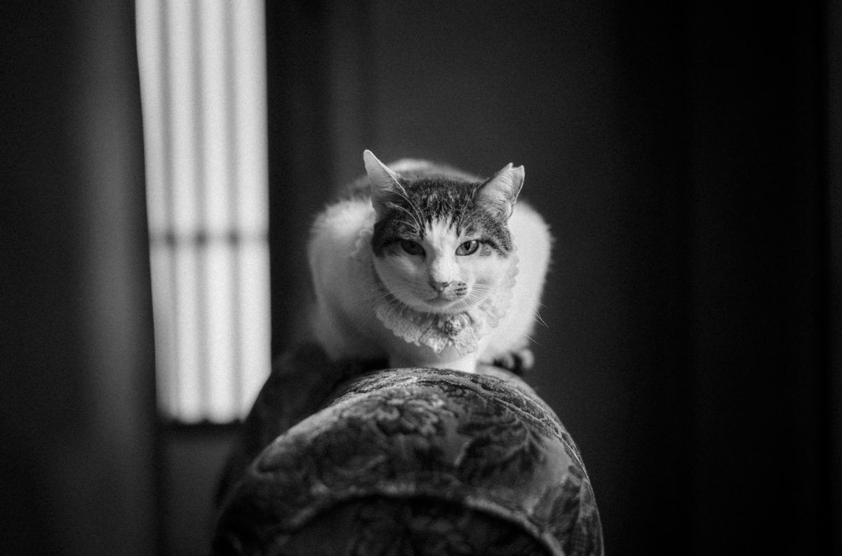 写真を撮ってくれと言わんばかり｜Leica M10 Monochrom + SUMMILUX-M f1.4/50mm ASPH.