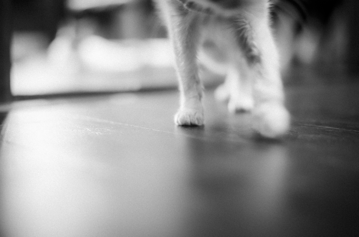 子猫は好奇心旺盛でピントが間に合わない｜Leica M10 Monochrom + SUMMILUX-M f1.4/50mm ASPH.