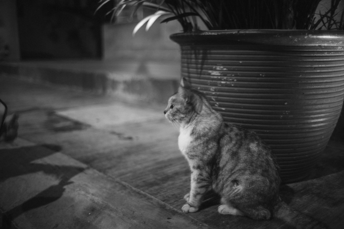 Leica M10で撮影したマレーシアの猫