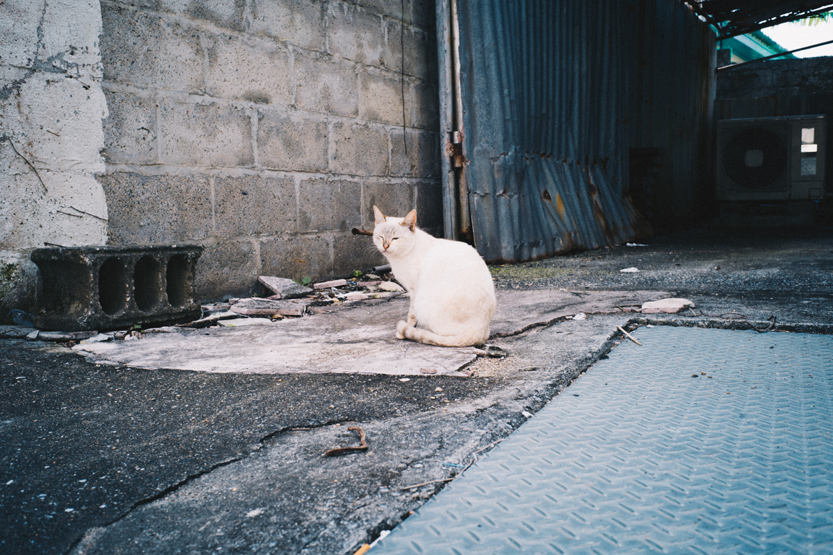 第一名護猫と遭遇！｜Leica M10 + Summilux 35mm f1.4