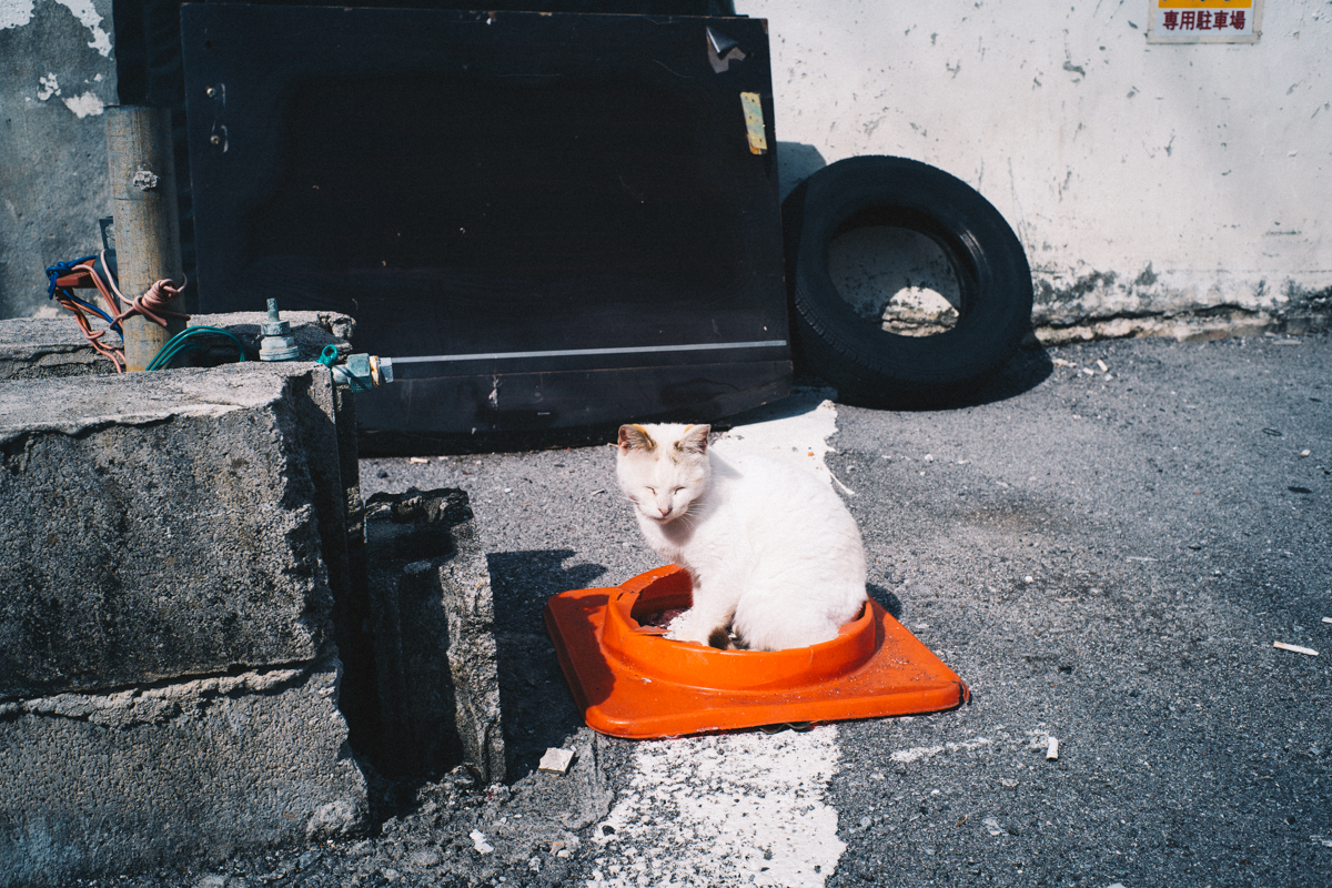 温かい名護の気温で猫もうとうと｜Leica M10 + Summilux 35mm f1.4