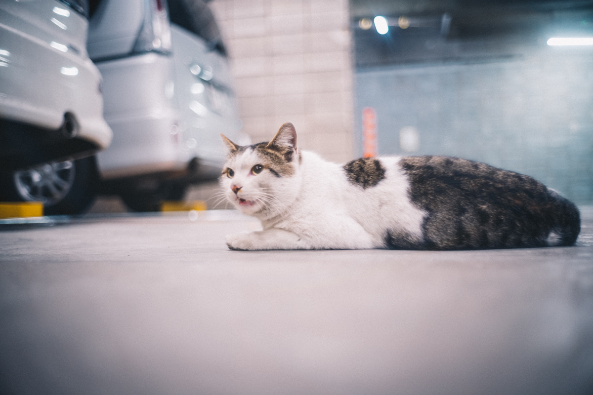 猫にも出会えるなんて、なんて素敵な街なんだ｜Leica M10 + Summilux 35mm f1.4