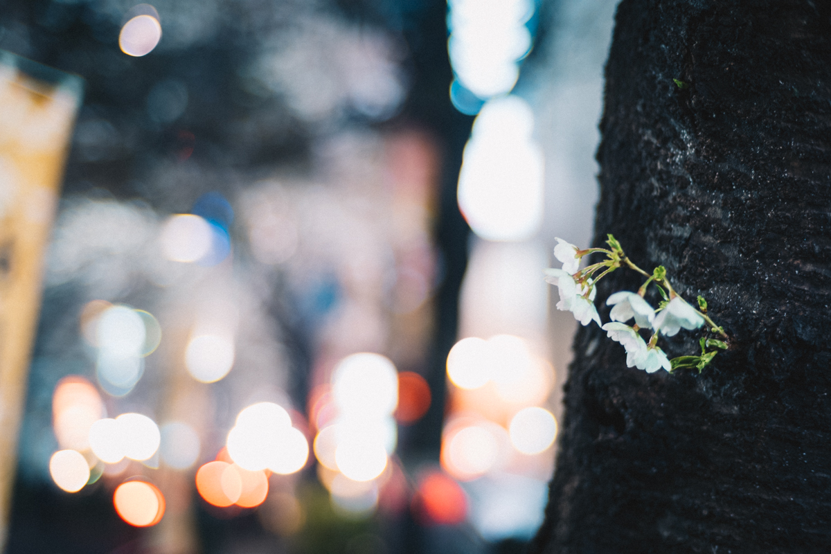 渋谷の飲み屋街に桜並木｜Leica M10 + C Sonnar T* 1.5/50 ZM