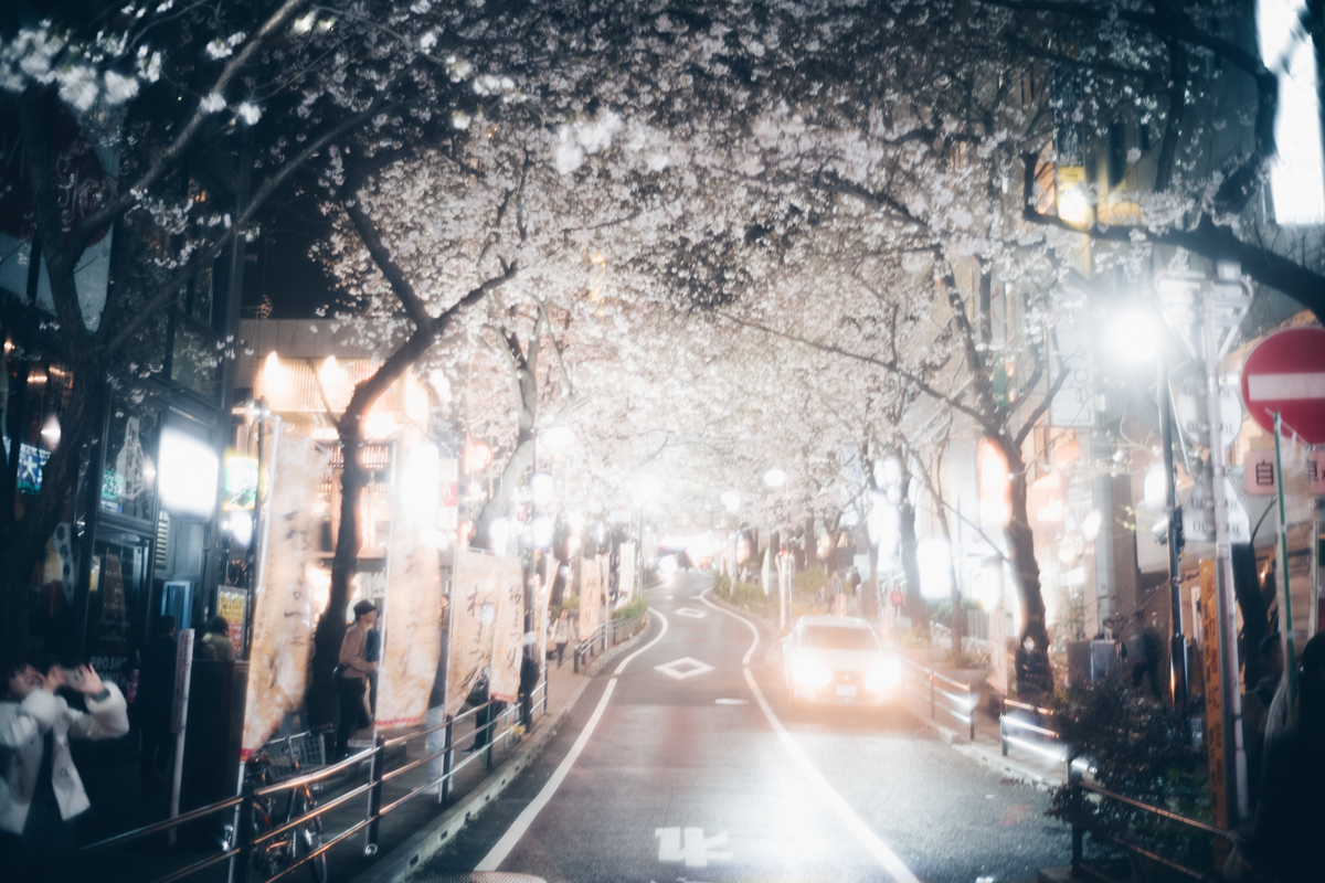 桜丘の桜｜Leica M10 + Summilux 35mm f1.4