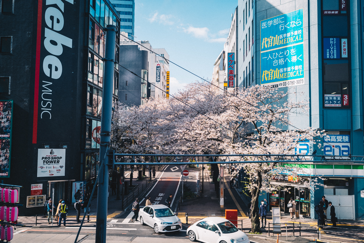 日中の桜丘はこんな感じ｜Leica M10 + Summilux 35mm f1.4