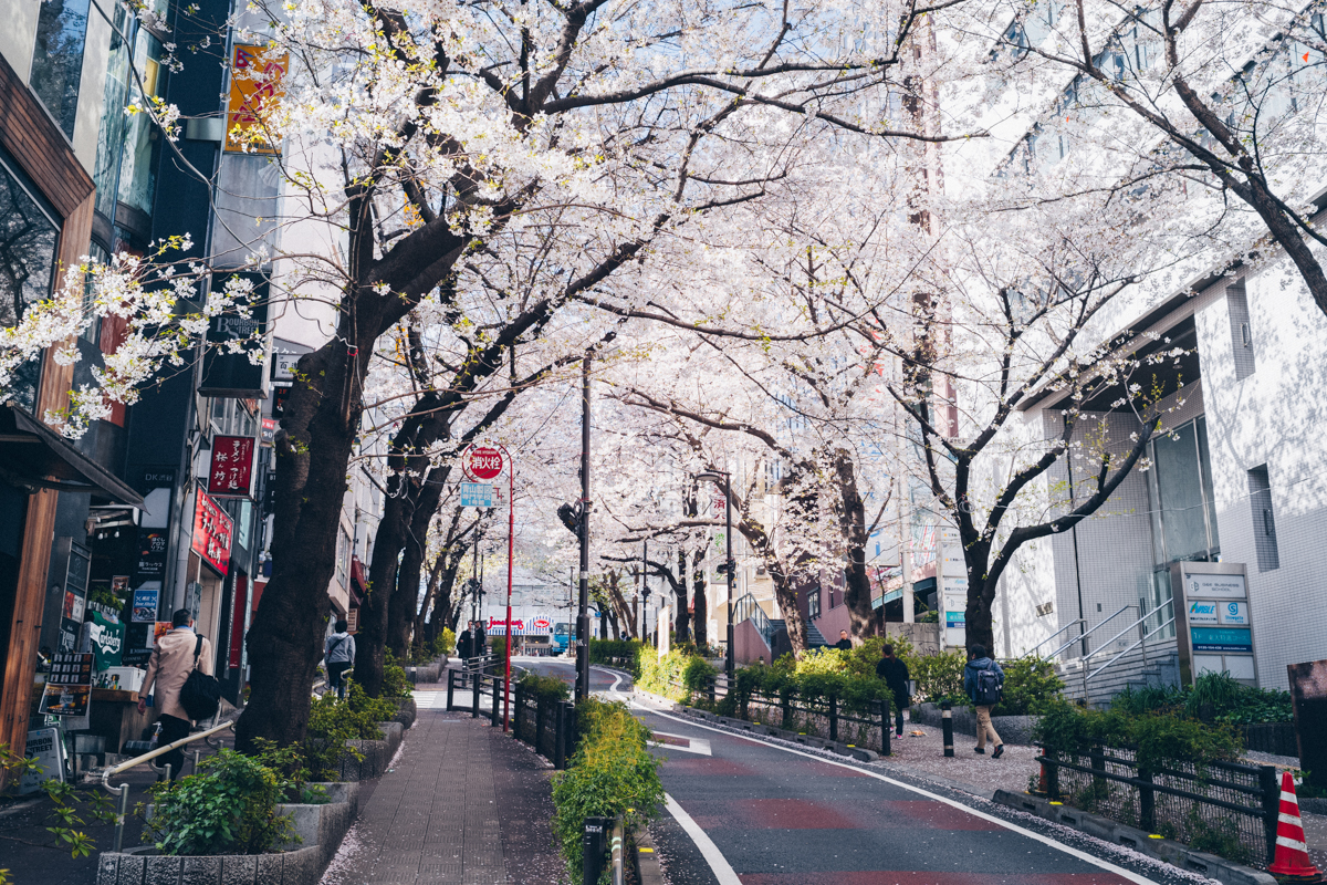 昼に見ても桜は見事できれい｜Leica M10 + Summilux 35mm f1.4