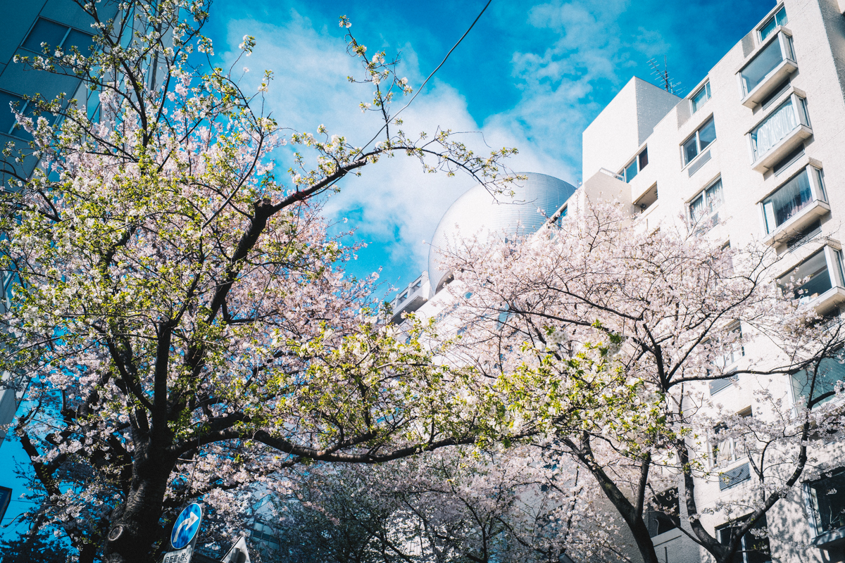 あっという間に葉桜が増えてきました｜Leica M10 + Summilux 35mm f1.4