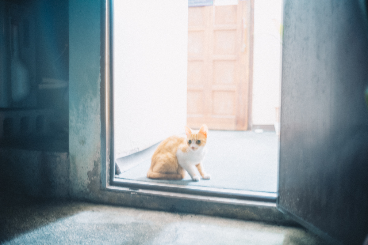 宮古島の猫②｜Leica M10 + Summilux 35mm f1.4