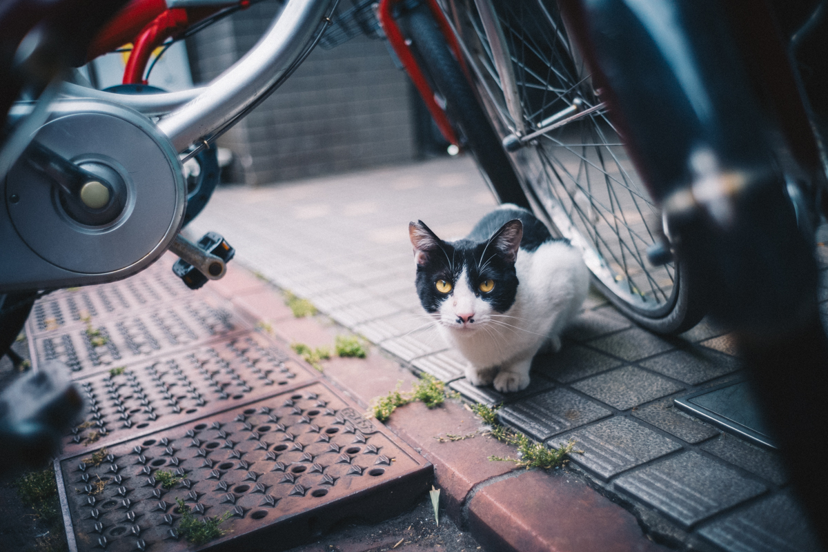 蒲田で出会った猫｜Leica M10 + Summilux 35mm f1.4