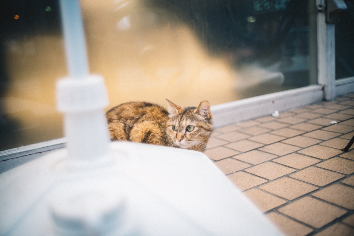 猫に会えたから北池袋は好きになった｜Leica M10 + Summilux 35mm f1.4