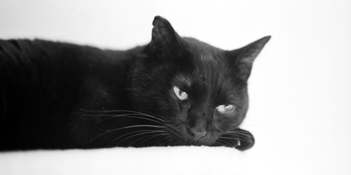 抱っこまで秒読み段階の黒猫氏｜Leica M3 + DR Summicron 1:2/50mm + ILFORD HP5 PLUS