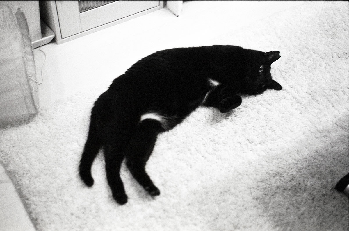 今日は暑いから構わないでください|Leica M5 + SUMMILUX-M f1.4/50mm ASPH. + Marix 400