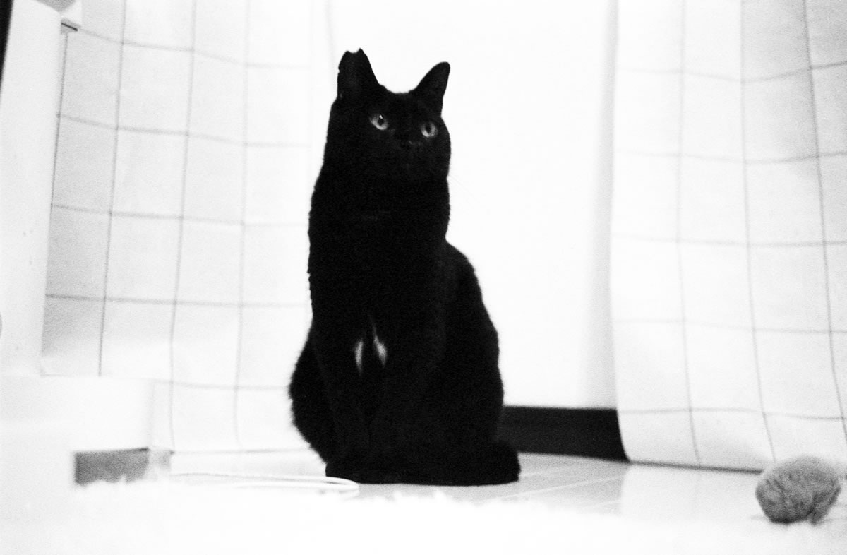 2日間も1人にしやがって~|Rollei 35S + MARIX 400