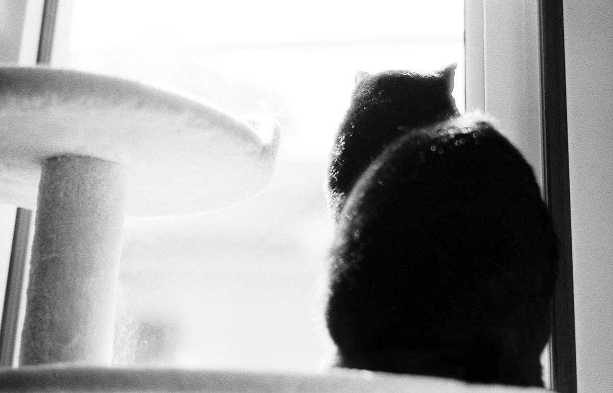 雪積もる街を見る黒猫氏|Leica M5 + SUMMILUX-M f1.4/50mm ASPH. + Marix 400