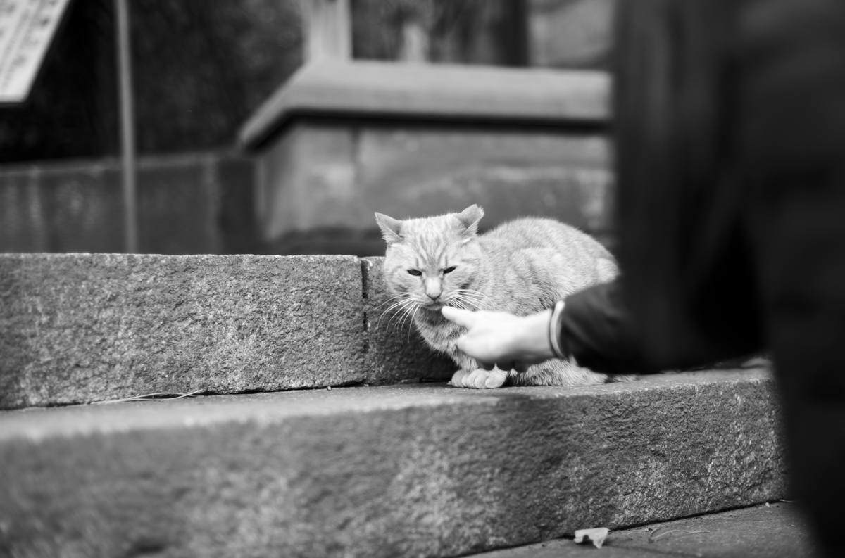 長崎神社の猫②｜Leica M10 Monochrom + C Sonnar T* 1.5/50 ZM