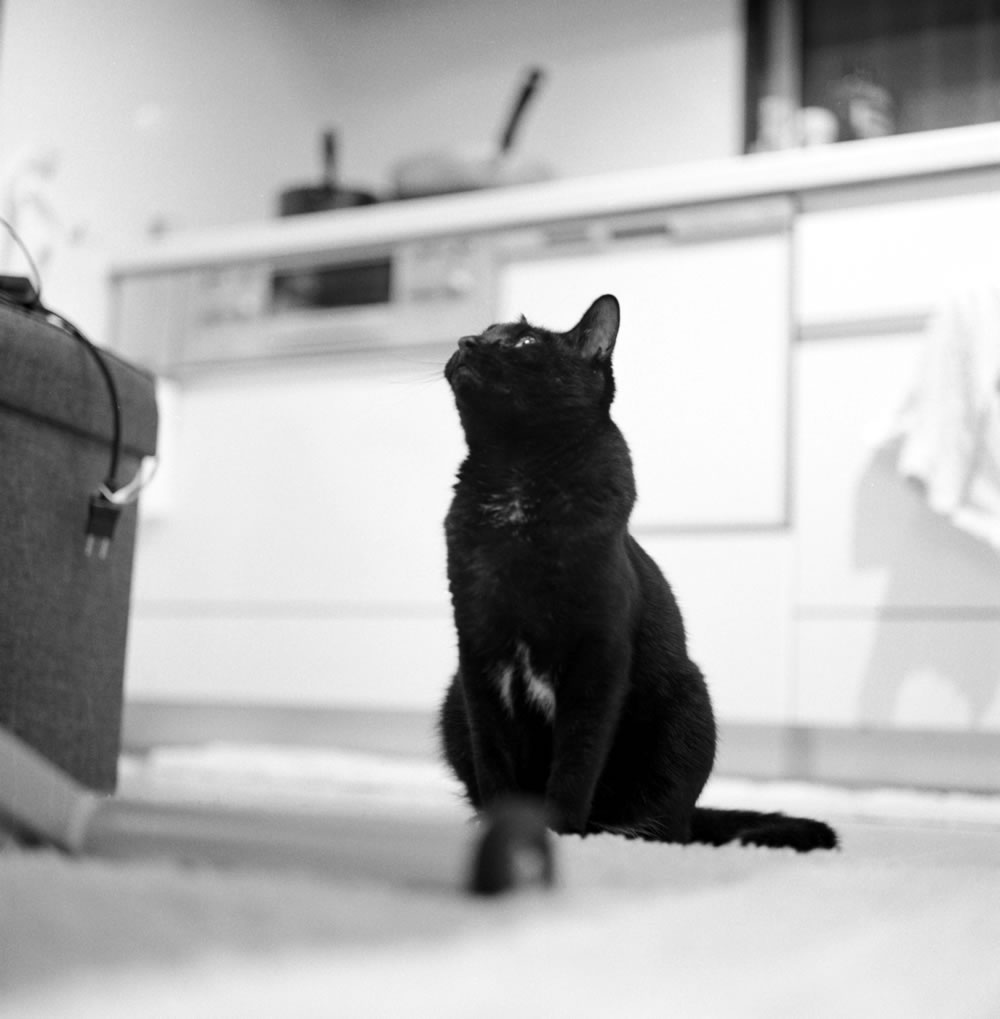 おやつがほしい黒猫氏｜ROLLEIFLEX 2.8F + ILFORD HP5 PLUS