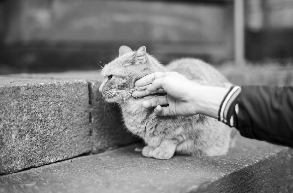 長崎神社の猫③｜Leica M10 Monochrom + C Sonnar T* 1.5/50 ZM