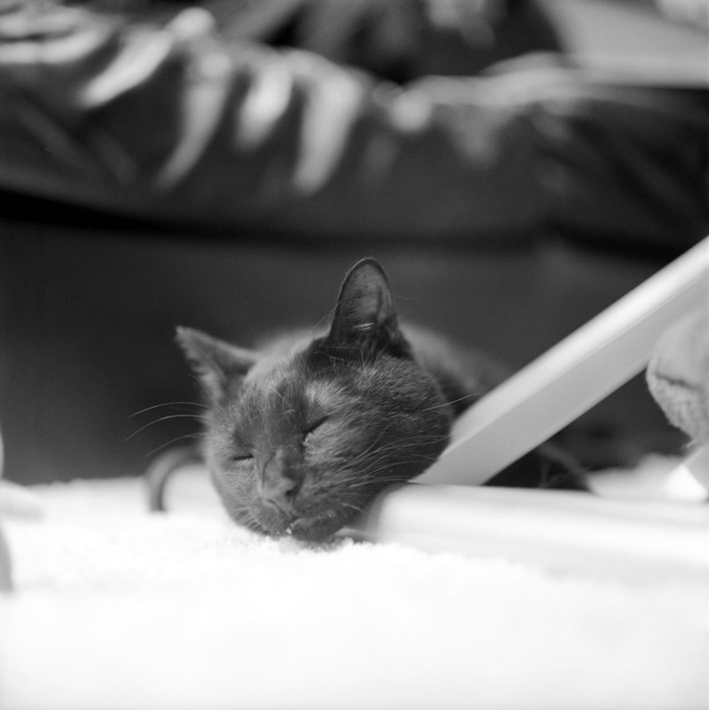 ブラッシングで気持ち良くなって寝てしまった黒猫氏｜ROLLEIFLEX 2.8F + Rolleinar 1 Bay III + ILFORD HP5 PLUS