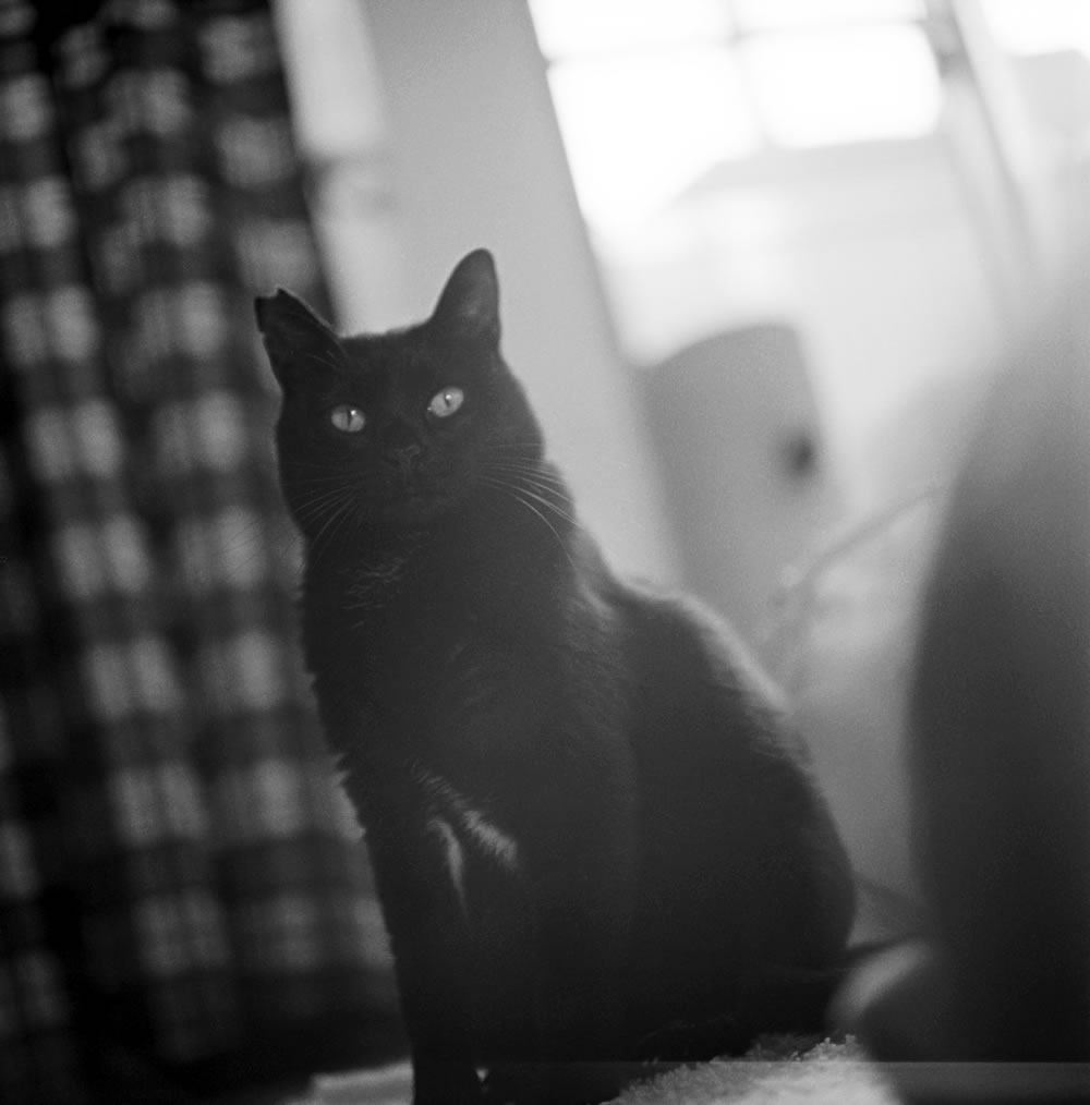 ローライで黒猫氏｜ROLLEIFLEX 2.8F + Rolleinar 1 Bay III + ILFORD HP5 PLUS