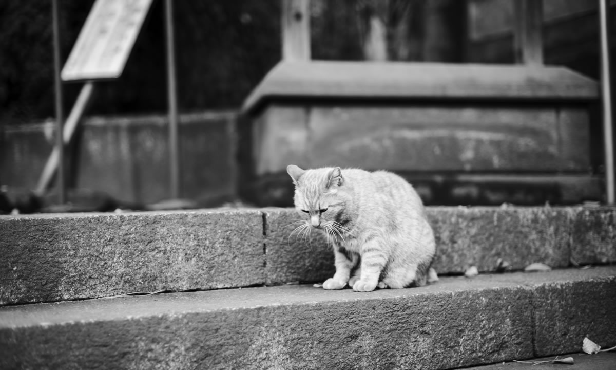 長崎神社の猫①｜Leica M10 Monochrom + C Sonnar T* 1.5/50 ZM