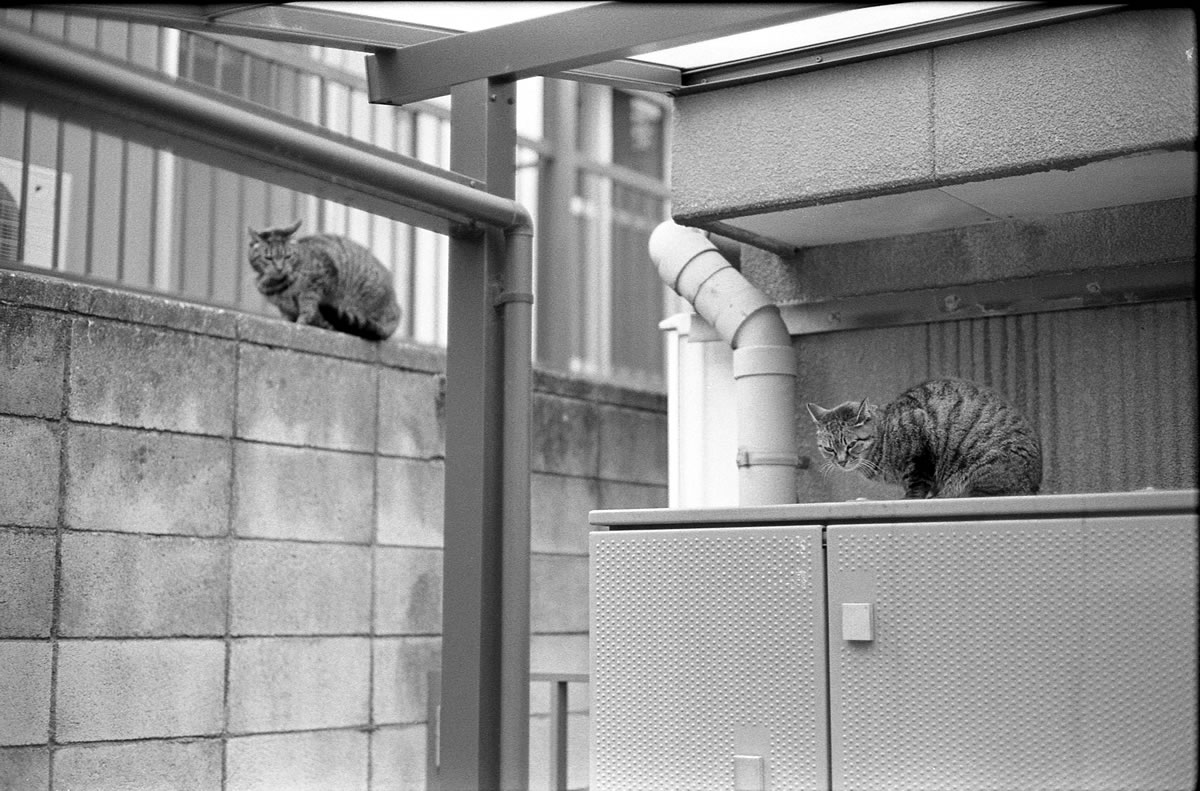 猫のお見送り｜Leica M3 + C Sonnar T* 1.5/50 ZM + FKodak TRI-X 400