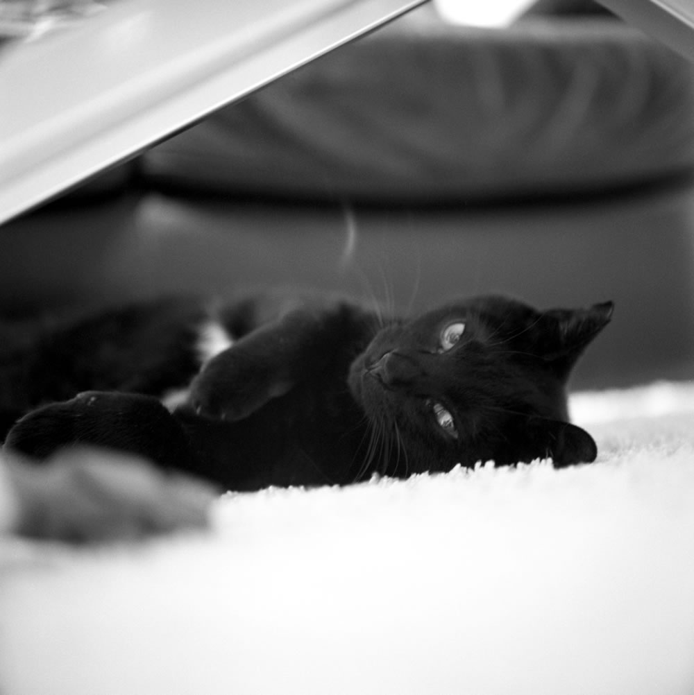 リラックスする黒猫氏｜ROLLEIFLEX 2.8F + Rolleinar 1 Bay III + Kentmere 400