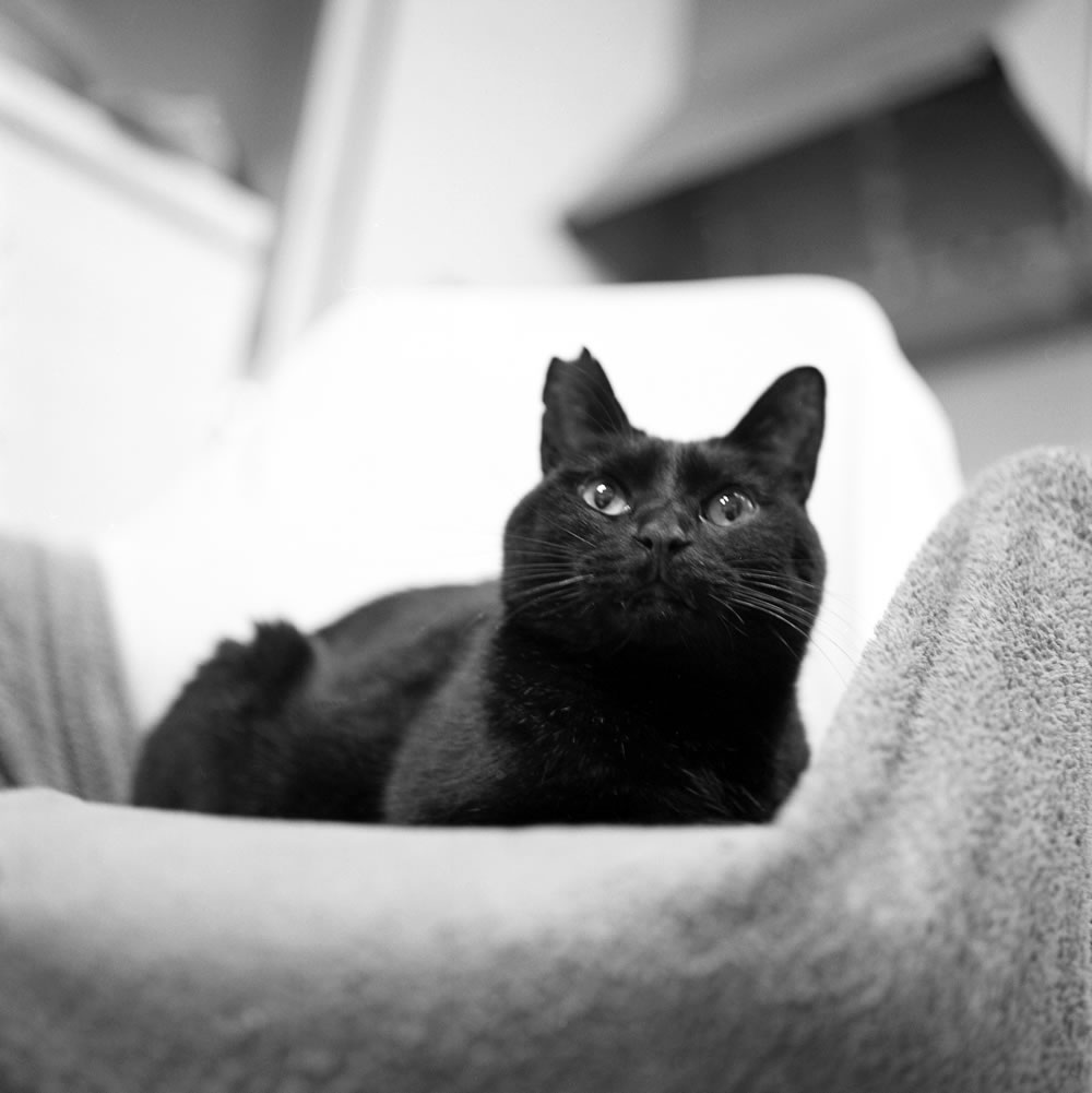 黒猫氏と暮らして丸4年になりました|ROLLEIFLEX 3.5F + Rolleinar 1 Bay II + Kentmere 400
