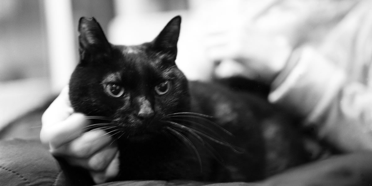 黒猫氏は膝の上が定位置になりました|ROLLEIFLEX 3.5F + Rolleinar 1 Bay II + Kentmere 400