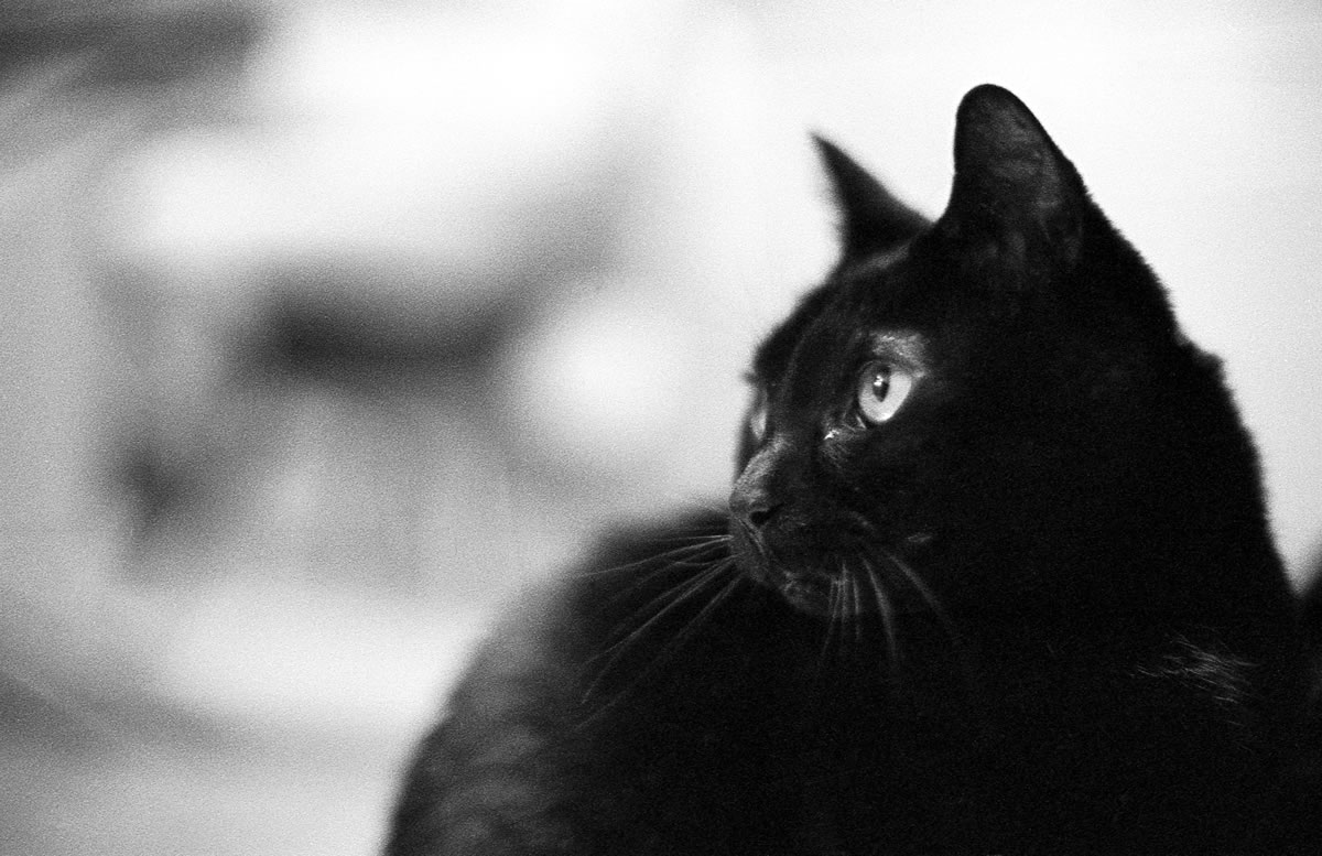 人間がいない（ヤッター）！？ 家のことは任せろ！｜Nikon F3 Limited + AI Nikkor 50mm f/1.2S + Marix 400