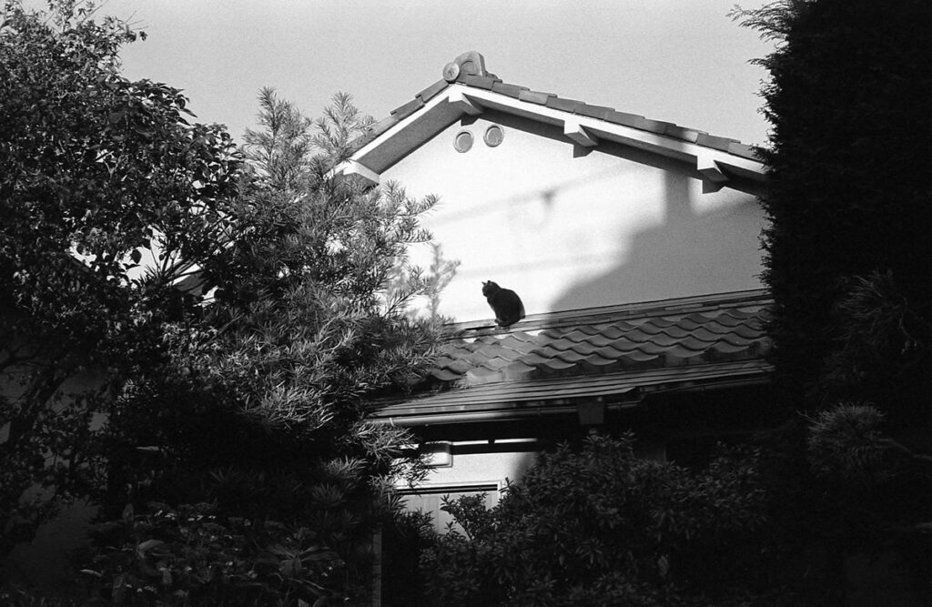 猫センサーの感度は今日も良好|Leica M3 + C Sonnar T* 1.5/50 ZM + FKodak TRI-X 400