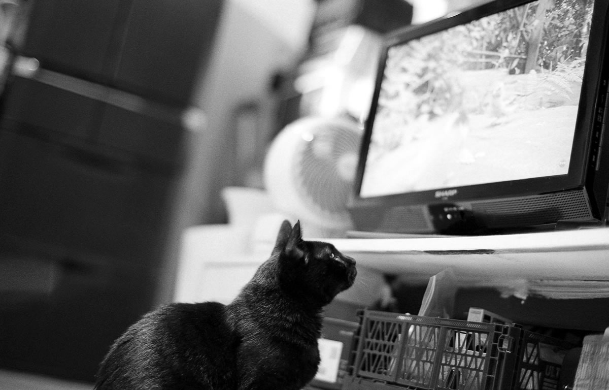 「遊んで」と言ってくるようになった黒猫氏｜Leica M5 + C Sonnar T* 1.5/50 ZM + ILFORD HP5 PLUS