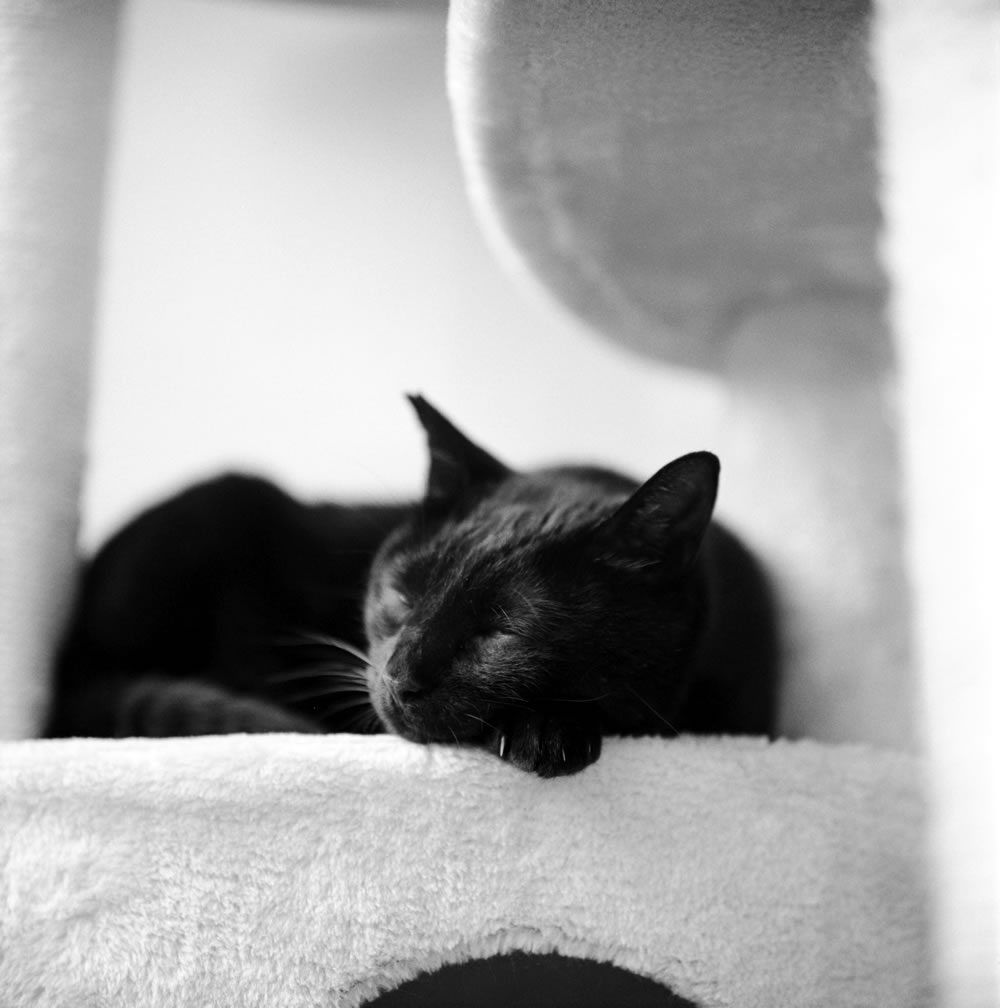 ローライで撮ると、なぜか黒猫氏はリラックスしてくれます｜ROLLEIFLEX 2.8F + Rolleinar 1 Bay III + ILFORD HP5 PLUS