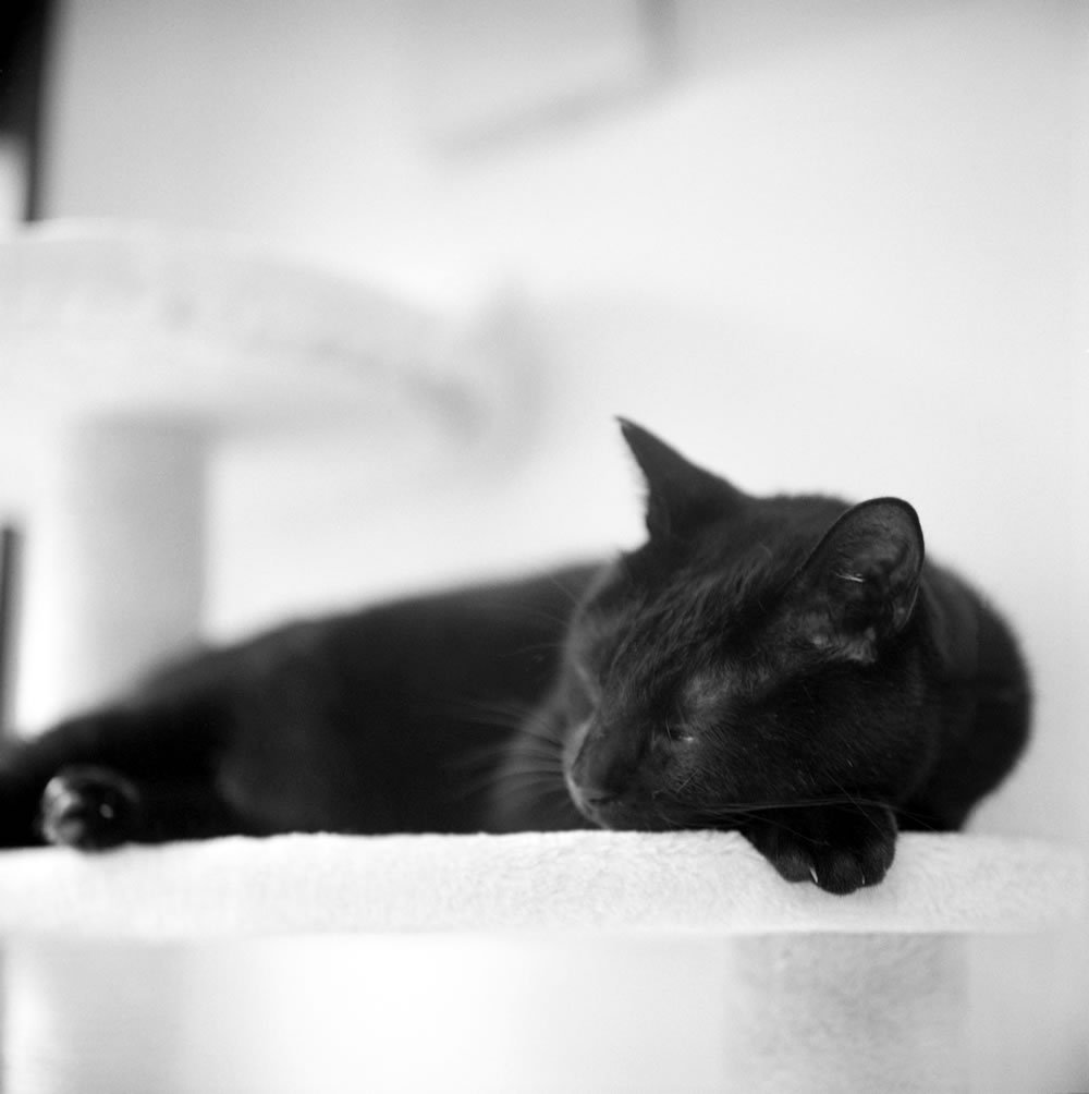 外泊すると途端に素っ気なくなる黒猫氏｜ROLLEIFLEX 2.8F + Rolleinar 1 Bay III + ILFORD HP5 PLUS