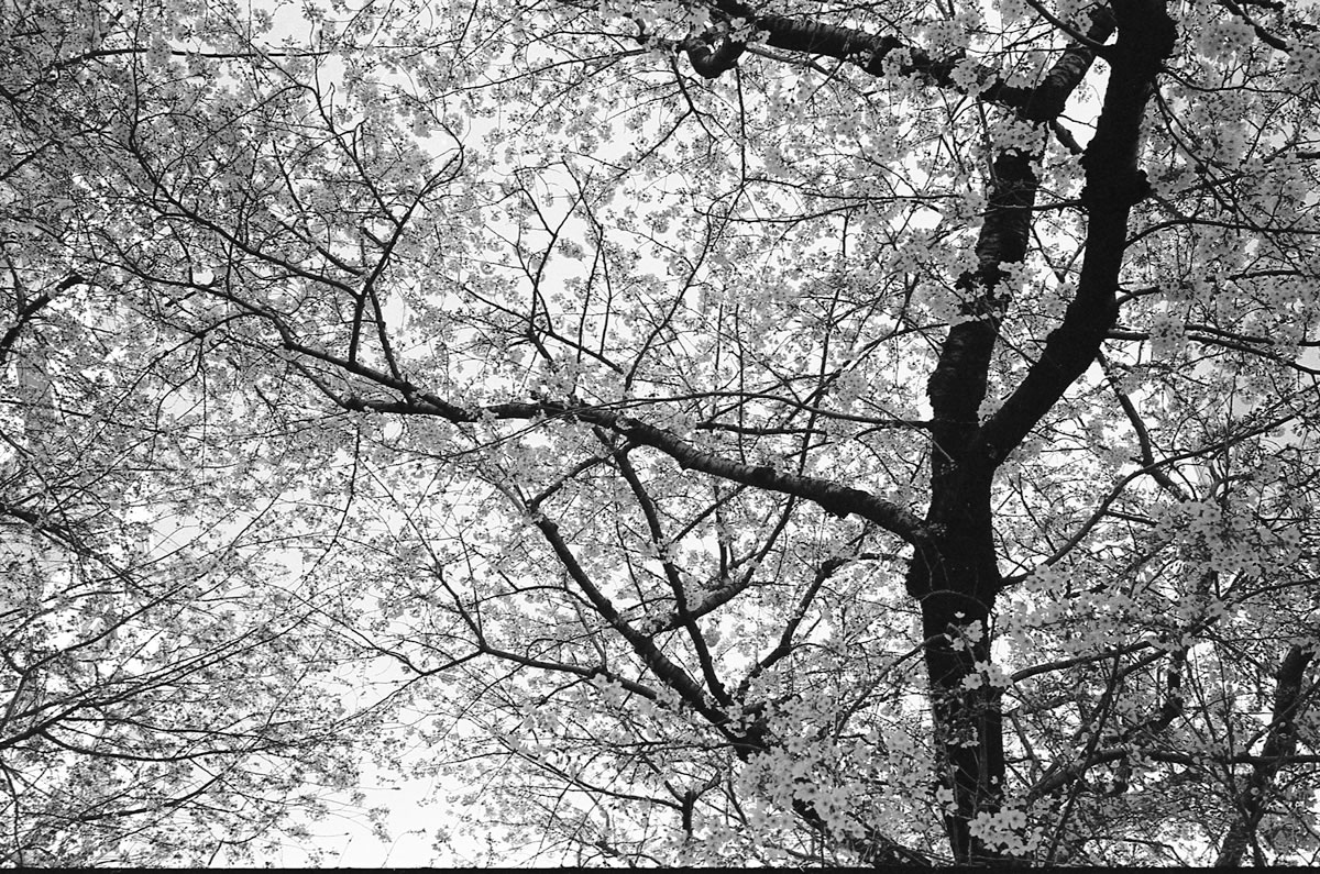 これは間違いなく桜丘町の桜｜Leica M3 + C Sonnar T* 1.5/50 ZM + KODAK PROFESSIONAL TRI-X