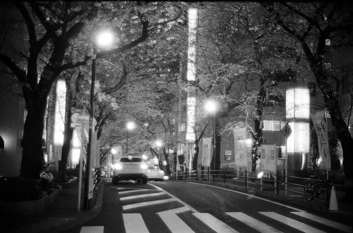 満開の桜｜Leica M3 + Summilux 35mm f1.4 + KODAK PROFESSIONAL TRI-X