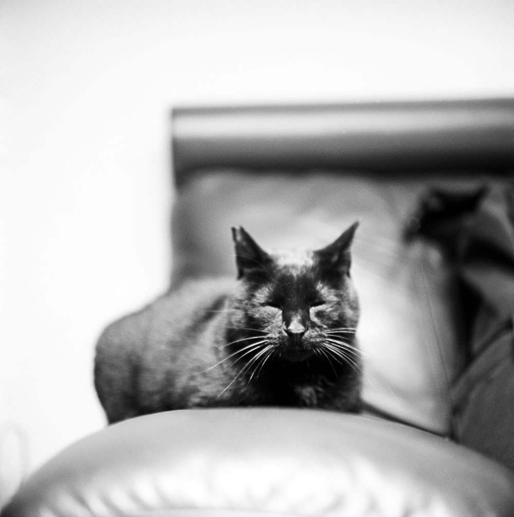 これはローライによる黒猫氏｜ROLLEIFLEX 2.8F + Rolleinar 1 Bay III + ILFORD HP5 PLUS