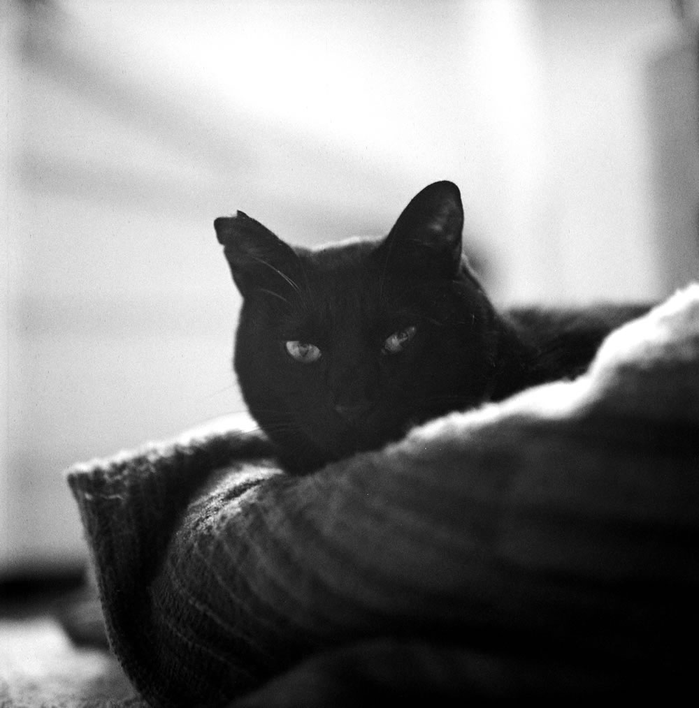 黒猫氏と一緒に眠れる日を夢見て｜ROLLEIFLEX 2.8F + Rolleinar 1 Bay III + Fomapan200 Creative