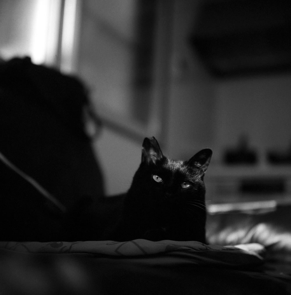 黒猫氏がかわいいので｜ROLLEIFLEX 2.8F + Rolleinar 1 Bay III + Fomapan200 Creative