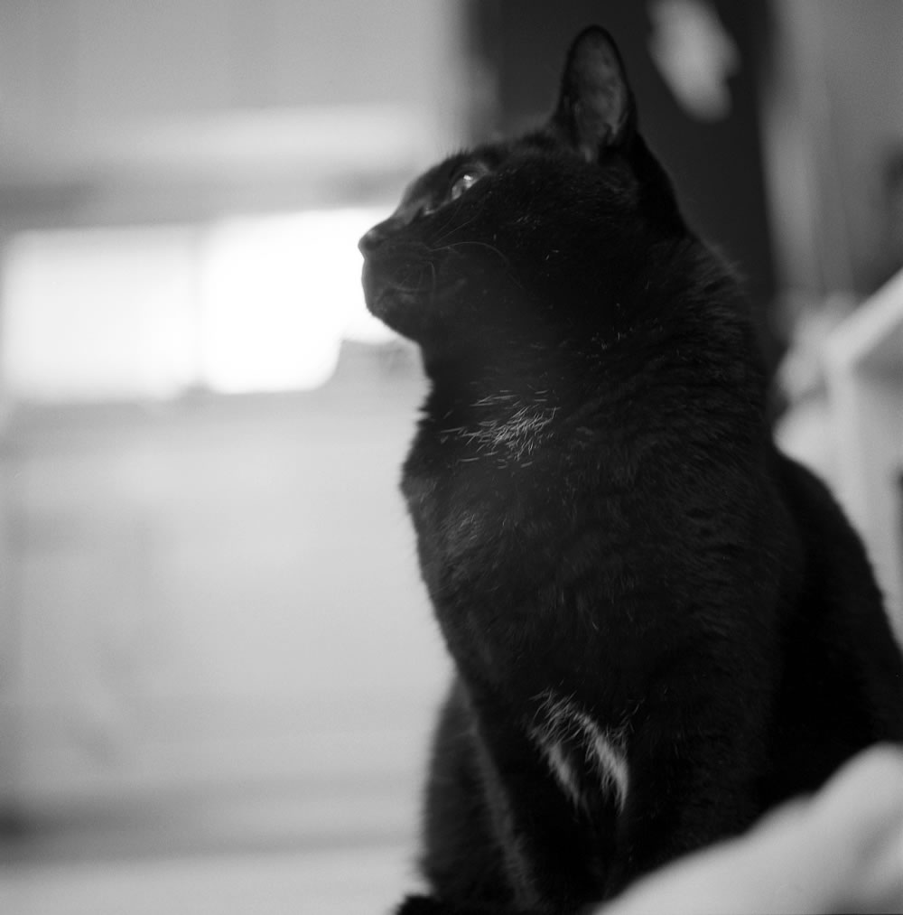 人間と暮らして5年経つ黒猫氏ですが・・・｜ROLLEIFLEX 3.5F + Rolleinar 1 Bay II + Kentmere 400
