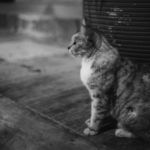 クアラルンプールの猫と出会う|Leica M10 + Summilux 35mm f1.4