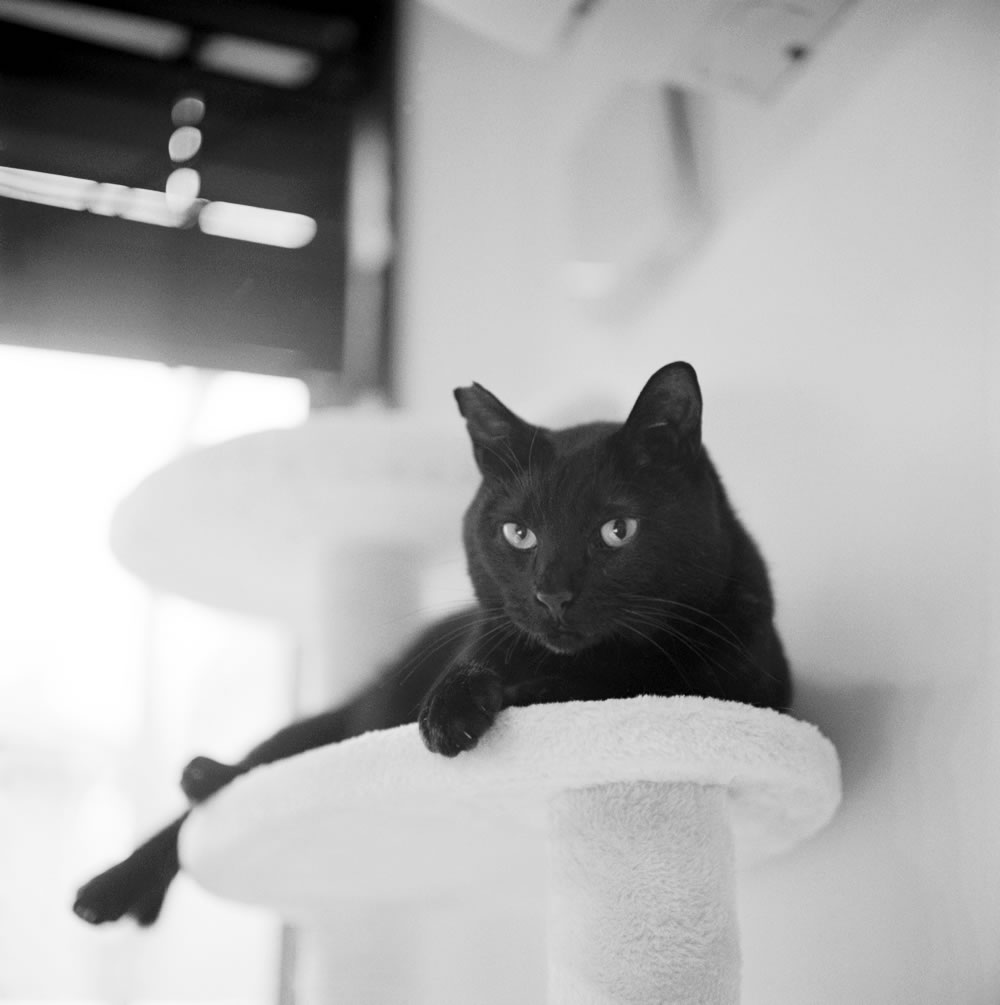 黒猫氏との新たな毎日が始まる！｜ROLLEIFLEX 2.8F + Rolleinar 1 Bay III + ILFORD HP5 PLUS