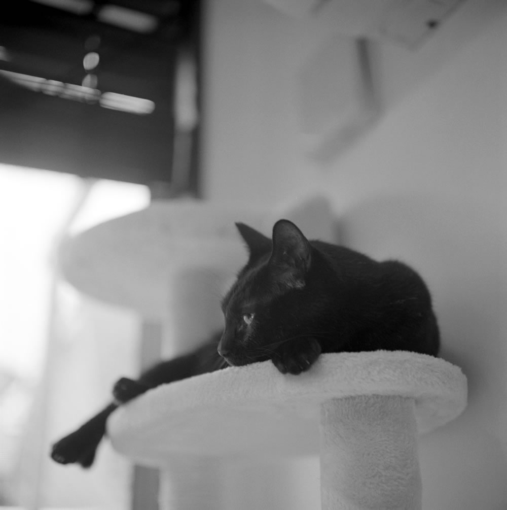 黒猫氏、放置プレイはお気に召さないご様子｜ROLLEIFLEX 2.8F + Rolleinar 1 Bay III + ILFORD HP5 PLUS