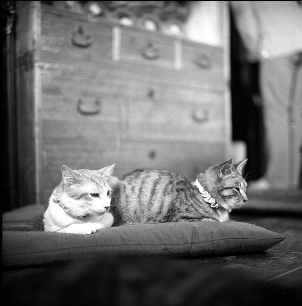 ゆっくりくつろぐ要にゃんこ亭の猫たち｜ROLLEIFLEX 2.8F + ILFORD HP5 PLUS