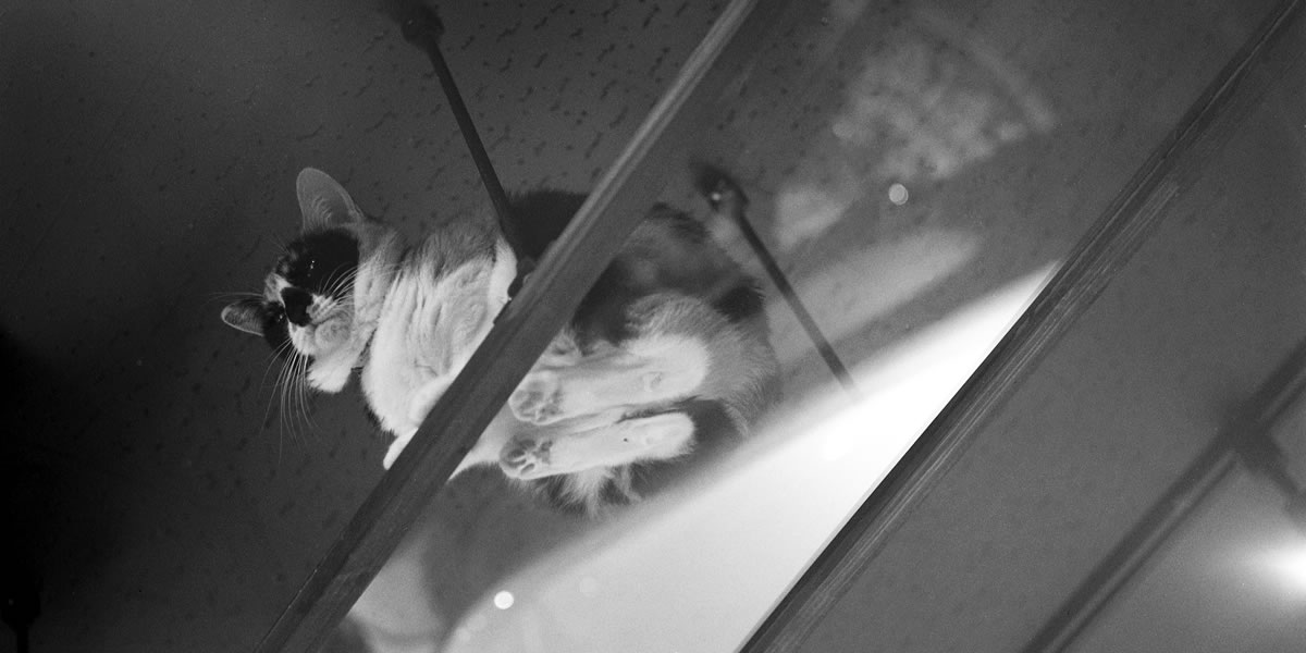 「保護猫喫茶 十条にゃんこ亭」に行ってみた|ROLLEIFLEX 3.5F + Kentmere 400