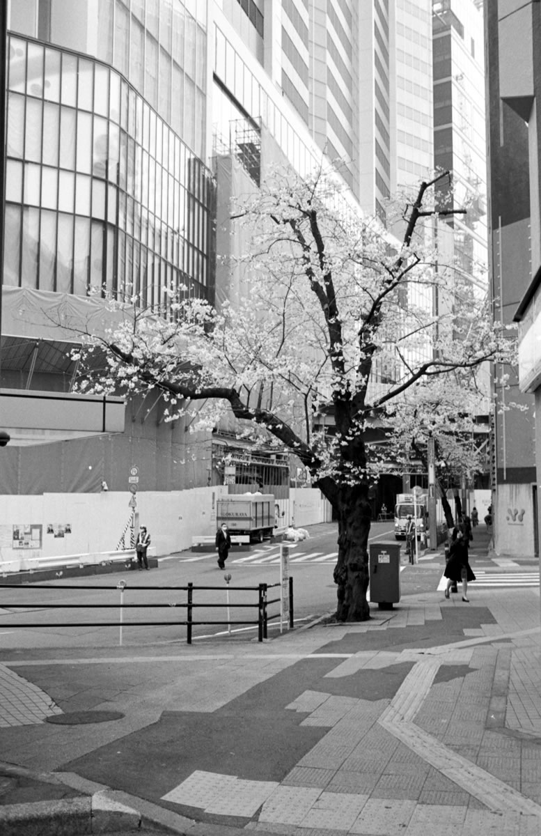 ズミルックスで撮る桜｜Leica M5 + Summilux 35mm f1.4 + ILFORD HP5 PLUS