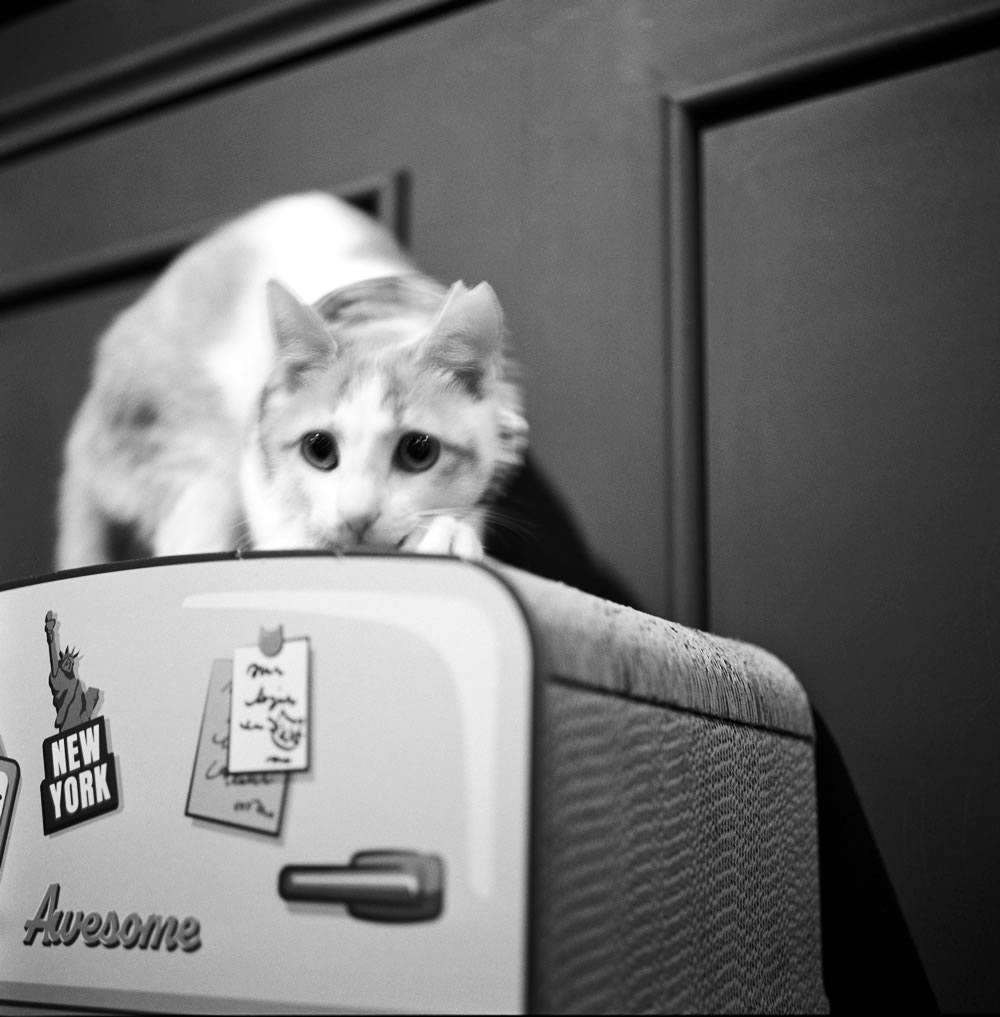 ほかの猫が寝ている中、元気に動き回っていた子|ROLLEIFLEX 3.5F + Kentmere 400